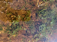 Hydrodictyon africanum