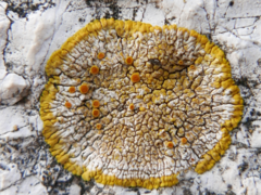 Teloschistaceae