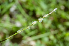 Digitaria heterantha