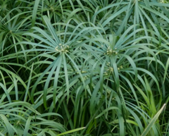 Cyperus alternifolius