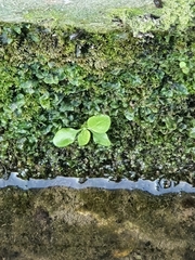 Magnoliopsida