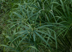 Cyperus alternifolius