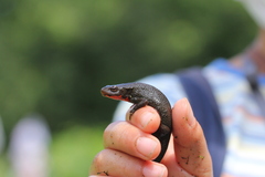 Cynops pyrrhogaster