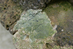Lecanoromycetes