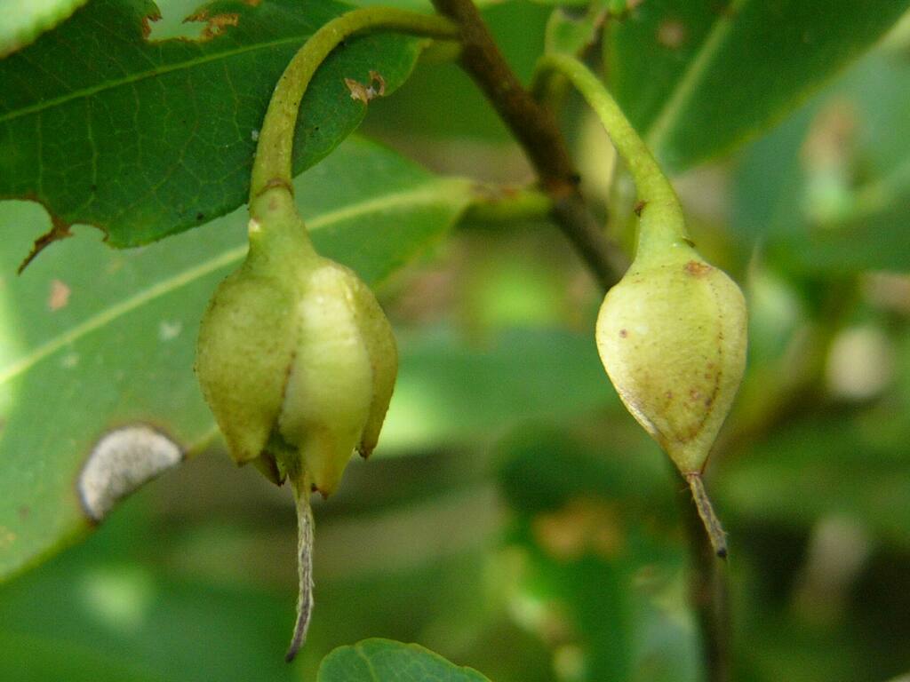 Chè đuôi lươn (Adinandra integerrima)