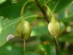 Adinandra integerrima