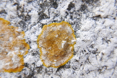 Teloschistaceae