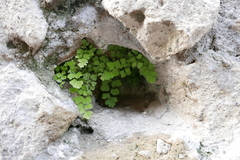 Adiantum capillus-veneris