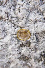 Teloschistaceae