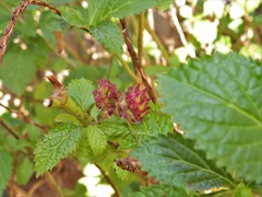 Stachytarpheta urticifolia
