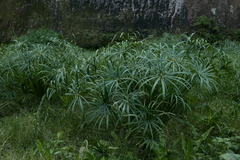 Cyperus alternifolius