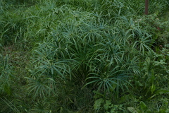 Cyperus alternifolius