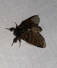 Peridea bordeloni