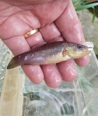 Aphredoderus sayanus