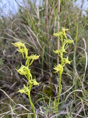 Platanthera mandarinorum pachyglossa
