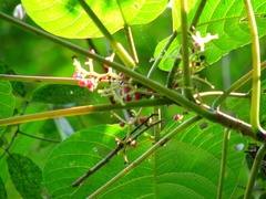 Dendrocnide stimulans