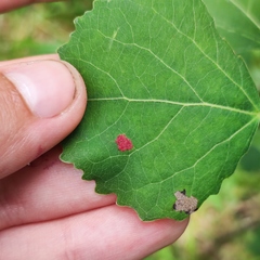 Aceria varia