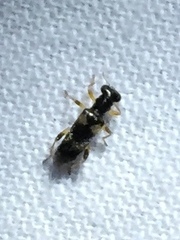 Phyllobaenus pallipennis