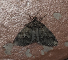 Tephronia lhommaria