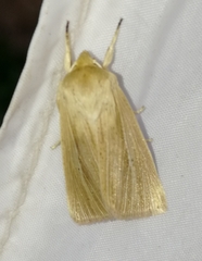 Mythimna pallens