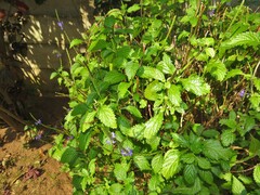 Stachytarpheta urticifolia