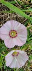 Convolvulus arvensis