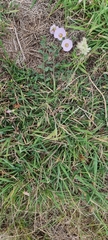 Convolvulus arvensis