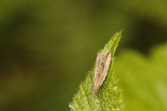 Bactra lancealana