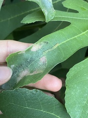 Choreutis nemorana