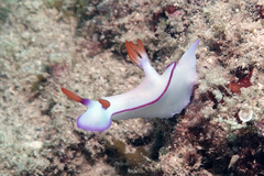 Hypselodoris brycei