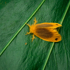 Artaxa nubilosa