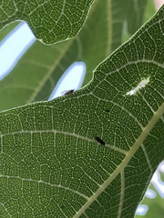Homotoma ficus