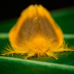 Artaxa nubilosa