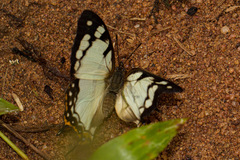 Polyura zoolina