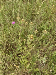 Carlina biebersteinii