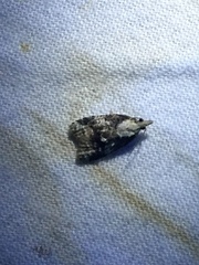 Platynota exasperatana