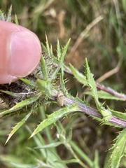 Carlina biebersteinii