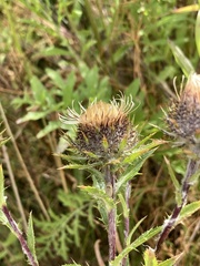Carlina biebersteinii