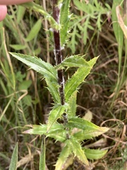 Carlina biebersteinii