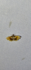 Musotima suffusalis