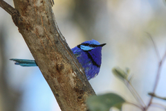 Malurus splendens splendens