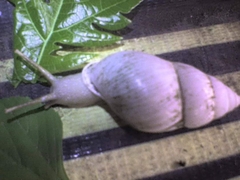 Amphidromus palaceus