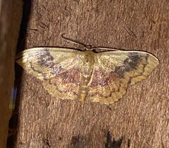 Leptostales ferruminaria