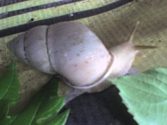 Amphidromus palaceus