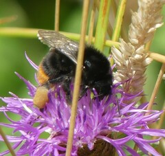 Bombus