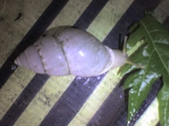 Amphidromus palaceus