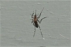 Coquillettidia perturbans