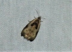 Olethreutes punctanum