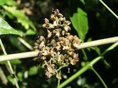 Melicope pteleifolia