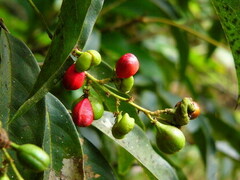 Mischocarpus pentapetalus